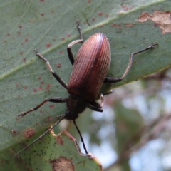 Homotrysis cisteloides (Darkling beetle) at Block 402 - 7 Dec 2022 by MatthewFrawley