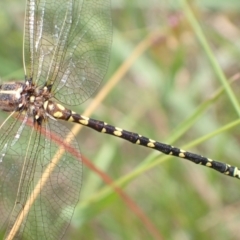 Synthemis eustalacta (Swamp Tigertail) at Murrumbateman, NSW - 7 Dec 2022 by SimoneC