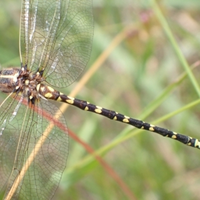 Synthemis eustalacta (Swamp Tigertail) at Murrumbateman, NSW - 7 Dec 2022 by SimoneC