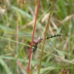 Synthemis eustalacta at Murrumbateman, NSW - 7 Dec 2022