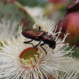 Phlogistus sp. (genus) at Stromlo, ACT - 7 Dec 2022