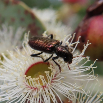 Phlogistus sp. (genus) (Clerid beetle) at Block 402 - 7 Dec 2022 by MatthewFrawley