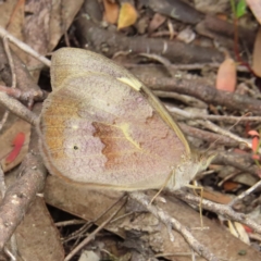 Heteronympha merope (Common Brown Butterfly) at Piney Ridge - 7 Dec 2022 by MatthewFrawley