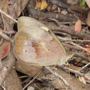 Heteronympha merope at Stromlo, ACT - 7 Dec 2022 12:59 PM