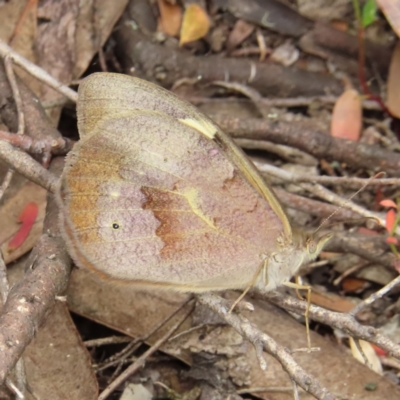 Heteronympha merope (Common Brown Butterfly) at Block 402 - 7 Dec 2022 by MatthewFrawley