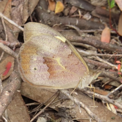 Heteronympha merope (Common Brown Butterfly) at Piney Ridge - 7 Dec 2022 by MatthewFrawley