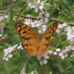 Heteronympha merope (Common Brown Butterfly) at Block 402 - 7 Dec 2022 by MatthewFrawley