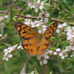 Heteronympha merope (Common Brown Butterfly) at Stromlo, ACT - 7 Dec 2022 by MatthewFrawley