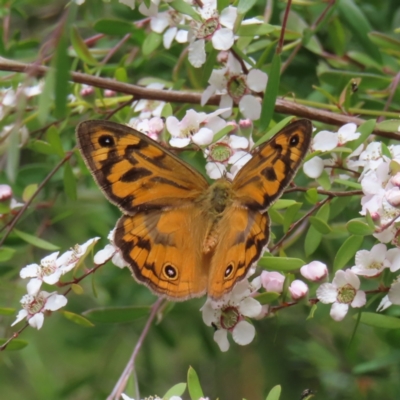 Heteronympha merope (Common Brown Butterfly) at Block 402 - 7 Dec 2022 by MatthewFrawley