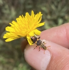 Eleale pulchra (Clerid beetle) at Stromlo, ACT - 7 Dec 2022 by SteveBorkowskis