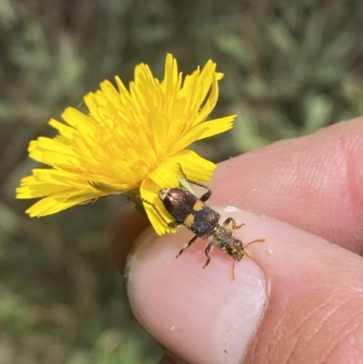 Eleale pulchra (Clerid beetle) at Molonglo River Reserve - 7 Dec 2022 by Steve_Bok