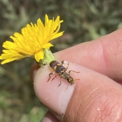 Eleale pulchra at Stromlo, ACT - 7 Dec 2022