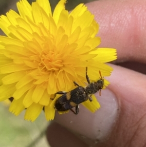 Eleale pulchra at Stromlo, ACT - 7 Dec 2022