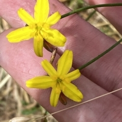 Tricoryne elatior (Yellow Rush Lily) at Molonglo River Reserve - 7 Dec 2022 by Steve_Bok