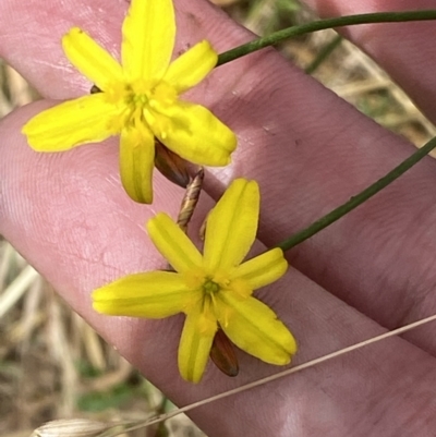 Tricoryne elatior (Yellow Rush Lily) at Stromlo, ACT - 7 Dec 2022 by Steve_Bok