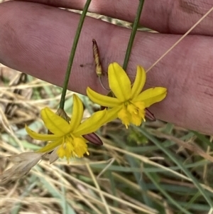 Tricoryne elatior at Stromlo, ACT - 7 Dec 2022