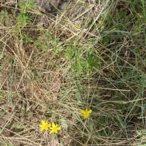 Tricoryne elatior at Stromlo, ACT - 7 Dec 2022