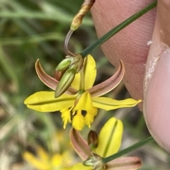 Tricoryne elatior at Stromlo, ACT - 7 Dec 2022