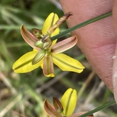 Tricoryne elatior at Stromlo, ACT - 7 Dec 2022