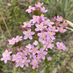 Centaurium erythraea (Common Centaury) at Stromlo, ACT - 7 Dec 2022 by SteveBorkowskis