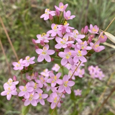 Centaurium erythraea (Common Centaury) at Lower Molonglo - 7 Dec 2022 by Steve_Bok