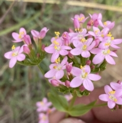 Centaurium erythraea at Stromlo, ACT - 7 Dec 2022 01:48 PM