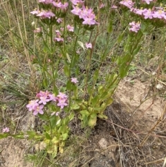 Centaurium erythraea at Stromlo, ACT - 7 Dec 2022 01:48 PM