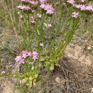 Centaurium erythraea at Stromlo, ACT - 7 Dec 2022