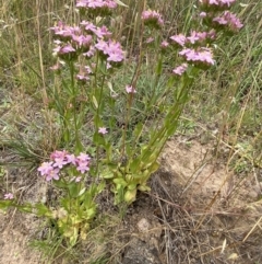 Centaurium erythraea at Stromlo, ACT - 7 Dec 2022