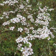 Gaudium brevipes at Stromlo, ACT - 7 Dec 2022