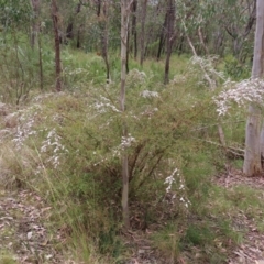 Gaudium brevipes at Stromlo, ACT - 7 Dec 2022