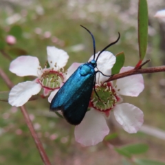 Pollanisus (genus) (A Forester Moth) at Block 402 - 7 Dec 2022 by MatthewFrawley