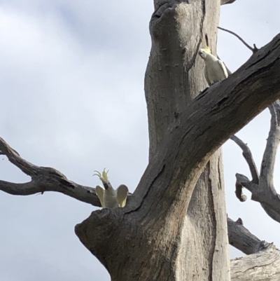 Cacatua galerita (Sulphur-crested Cockatoo) at Bruce, ACT - 1 Dec 2022 by JohnGiacon