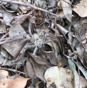 Isopeda canberrana at Emu Creek Belconnen (ECB) - 2 Dec 2022 03:04 PM