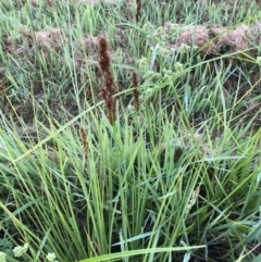 Carex appressa (Tall Sedge) at Flea Bog Flat to Emu Creek Corridor - 3 Dec 2022 by JohnGiacon