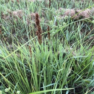 Carex appressa (TBC) at suppressed by jgiacon