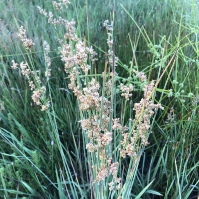 Juncus subsecundus (Finger Rush) at Flea Bog Flat to Emu Creek Corridor - 3 Dec 2022 by JohnGiacon