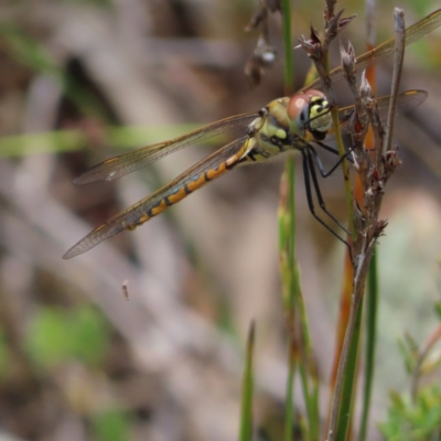 Hemicordulia tau (Tau Emerald) at Piney Ridge - 7 Dec 2022 by MatthewFrawley