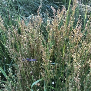 Juncus subsecundus at Bruce, ACT - 4 Dec 2022 06:38 AM