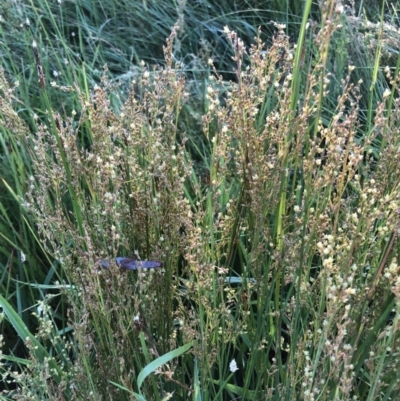 Juncus subsecundus (Finger Rush) at Bruce, ACT - 3 Dec 2022 by JohnGiacon