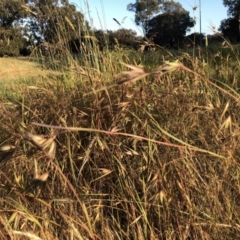 Themeda triandra (Kangaroo Grass) at Flea Bog Flat to Emu Creek Corridor - 3 Dec 2022 by JohnGiacon
