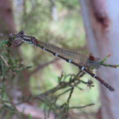 Austrolestes leda (Wandering Ringtail) at Piney Ridge - 7 Dec 2022 by MatthewFrawley