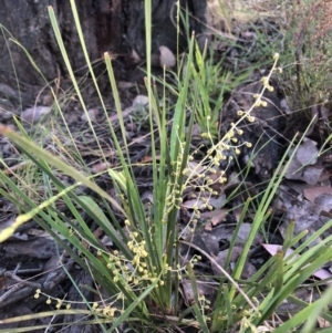 Lomandra filiformis subsp. filiformis at Bruce, ACT - 4 Dec 2022 06:44 AM