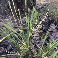 Lomandra filiformis subsp. filiformis (Wattle Matrush) at Bruce, ACT - 3 Dec 2022 by jgiacon