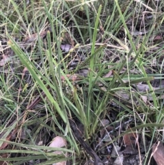 Lomandra filiformis subsp. filiformis at Bruce, ACT - 4 Dec 2022 06:44 AM