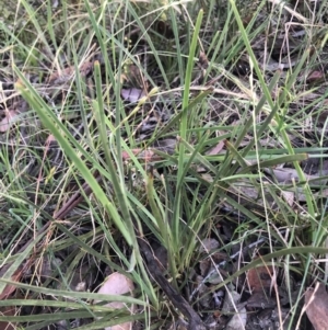 Lomandra filiformis subsp. filiformis at Bruce, ACT - 4 Dec 2022 06:44 AM