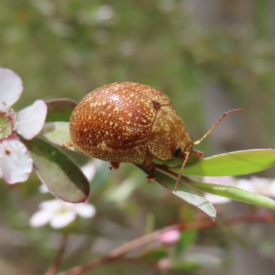 Paropsis variolosa (Variolosa leaf beetle) at Block 402 - 7 Dec 2022 by MatthewFrawley