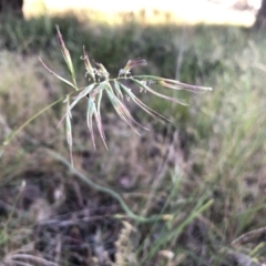 Rytidosperma sp. (Wallaby Grass) at Flea Bog Flat to Emu Creek Corridor - 3 Dec 2022 by JohnGiacon