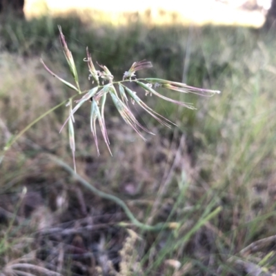 Rytidosperma sp. (Wallaby Grass) at Flea Bog Flat to Emu Creek Corridor - 3 Dec 2022 by JohnGiacon