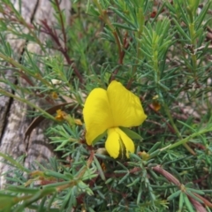 Gompholobium huegelii (pale wedge–pea) at Stromlo, ACT - 7 Dec 2022 by MatthewFrawley